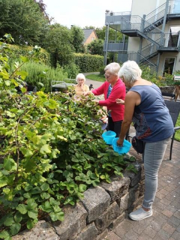 Apfelbeeren Ernte im Sinnesgarten für den Schnaps! 